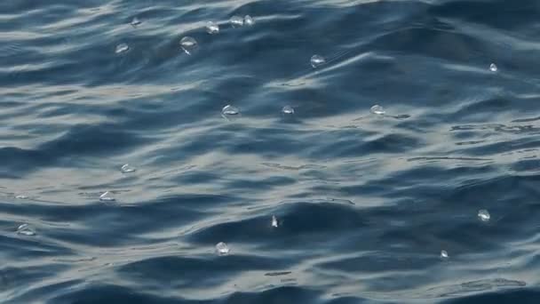 Velella Velella Hydrozoa Meduzy Pływające Powierzchni Morza Śródziemnomorskim Zwolnionym Filmie — Wideo stockowe