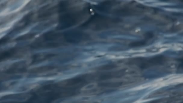 Velella Velella Hydrozoa Medúza Lebeg Tenger Felszínén Mediterrán Lassított Felvételeken — Stock videók