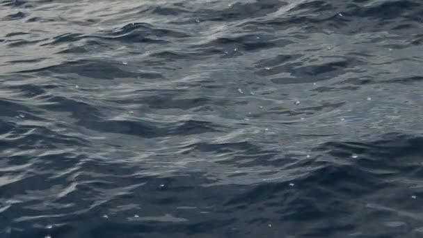 Velella Velella Hydrozoa Jellyfish Floating Sea Surface Mediterranean Slow Motion — Stock Video