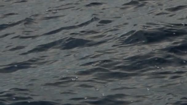 Velella Velella Hydrozoa Manet Flyter Havsytan Medelhavet Slow Motion Film — Stockvideo