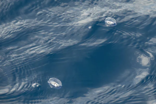 Velella Velella Hydrozoa Maneter Flyter Havsytan Medelhavet Blått Hav — Stockfoto