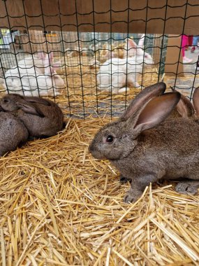 Kafeslerde bir çiftlik hayvanı tavşan pazarı