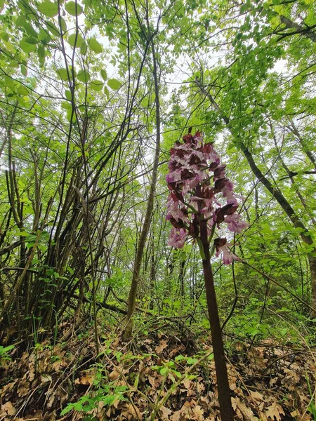 Piémont Italie Gros Plan Orchidée Pourpre Fleur Avec Délicats Pétales — Photo