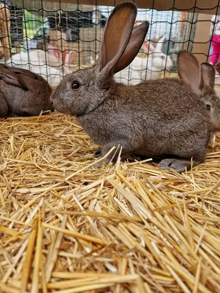 Ринок Тваринного Кролика Клітках — стокове фото
