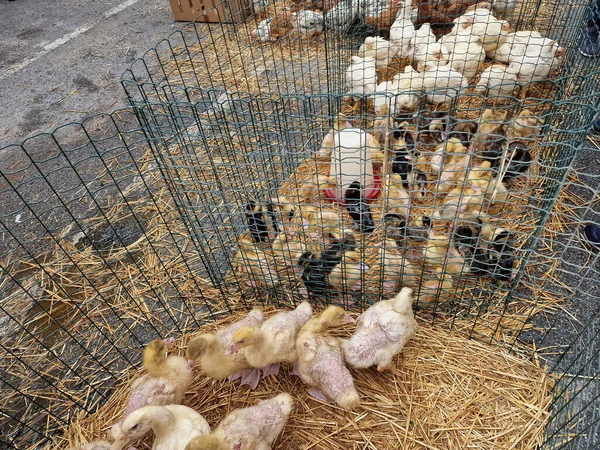Bir Sürü Çiftlik Hayvanı Tavuk Ördek Pazarı Kafeste — Stok fotoğraf