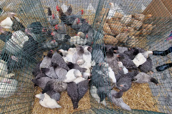 Many Livestock Chicken Duck Market Cages — Stock Photo, Image