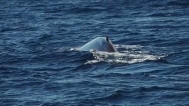 Akdeniz 'deki yüzgeçli balina yavaş çekim görüntüsü