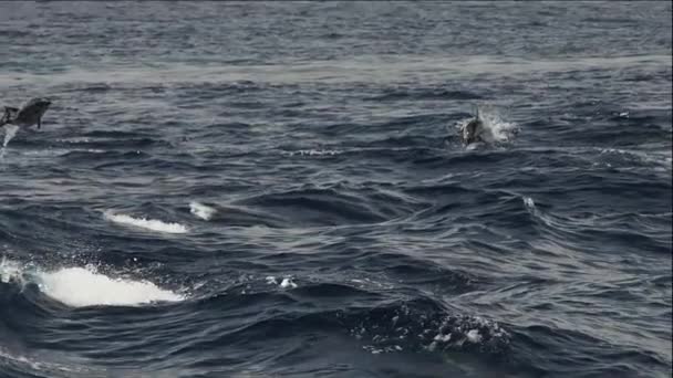 Delfín Rayado Saltando Imágenes Cámara Lenta 240Fps — Vídeos de Stock