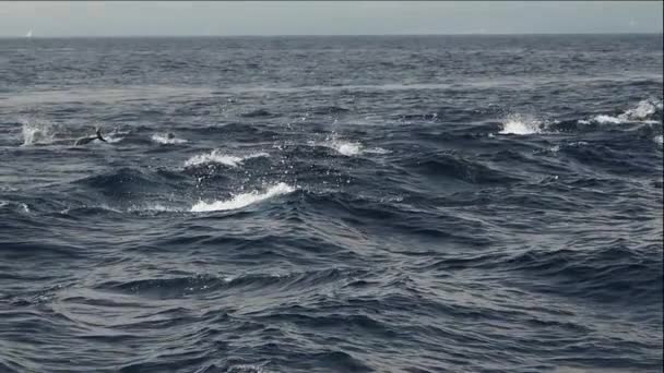 줄무늬 돌고래 슬로우 240Fps — 비디오