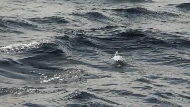 Stribet Delfin Hoppe Slowmotion Optagelser 240Fps – Stock-video