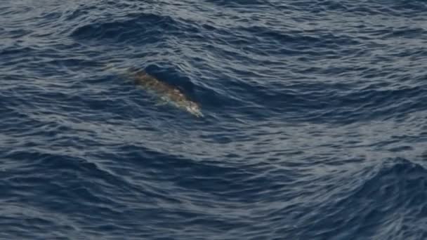 Delfín Rayado Saltando Imágenes Cámara Lenta 240Fps — Vídeo de stock