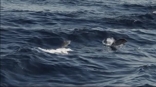 Csíkos Delfin Ugrás Lassított Felvétel 240Fps — Stock videók