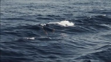 Çizgili yunus yavaş çekim 240 fps atlıyor