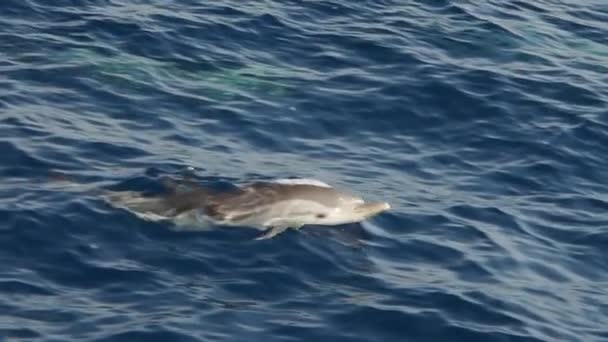Delfín Rayado Saltando Imágenes Cámara Lenta 240Fps — Vídeos de Stock