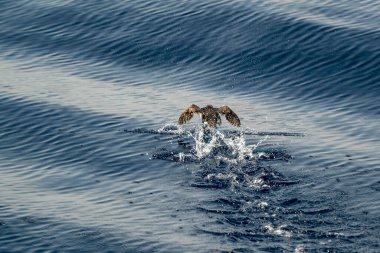 Ligurian Akdeniz 'deki martı çok nadir görülür.