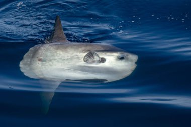 Denizanası hidrozoa velella yerken deniz yüzeyinde bir güneş balığı