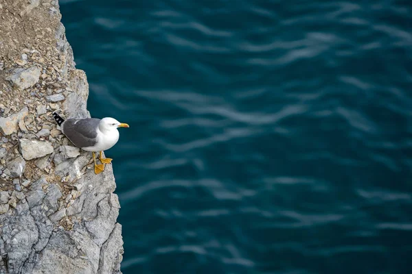 天然の崖の上のカモメの鳥 — ストック写真