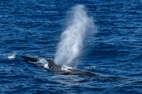 Una Balena Balenottera Pinna Balaenoptera Physalus Mentre Soffia Estinzione Rara — Foto Stock