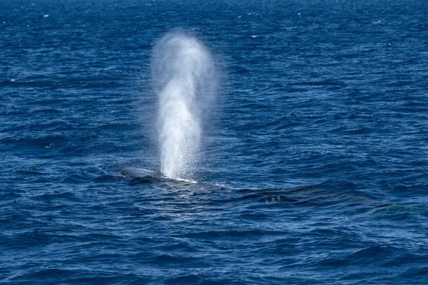 在地中海中 一只鳍鲸在吹袭濒危的濒危物种时 发现了一种凤尾鱼 — 图库照片