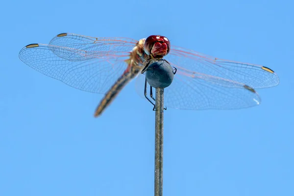 Eine Rote Libelle Auf Einem Bootsstab — Stockfoto