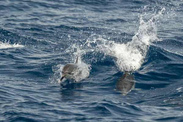 Happy Striped Dolphins Jumping Blue Sea — Stock Photo, Image