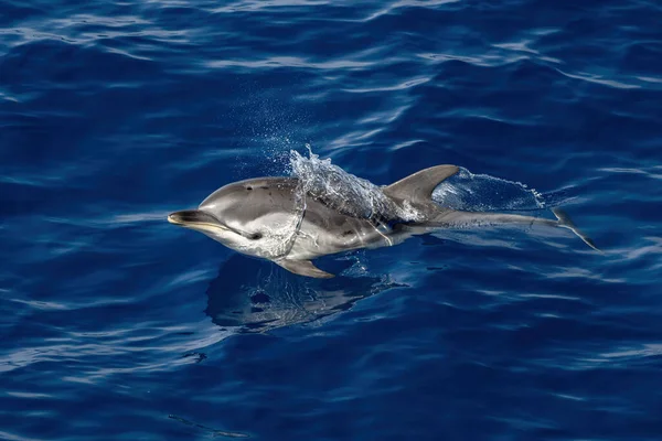 Happy Striped Δελφίνια Άλμα Έξω Από Γαλάζια Θάλασσα — Φωτογραφία Αρχείου