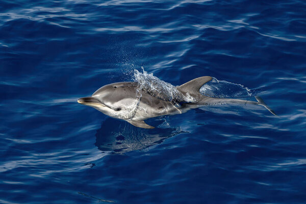 Happy Striped dolphins jumping outside the blue sea