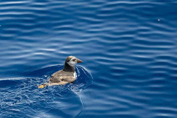 リグーリア地中海のリグーリア海のプフィンは見ることが非常にまれです — ストック写真