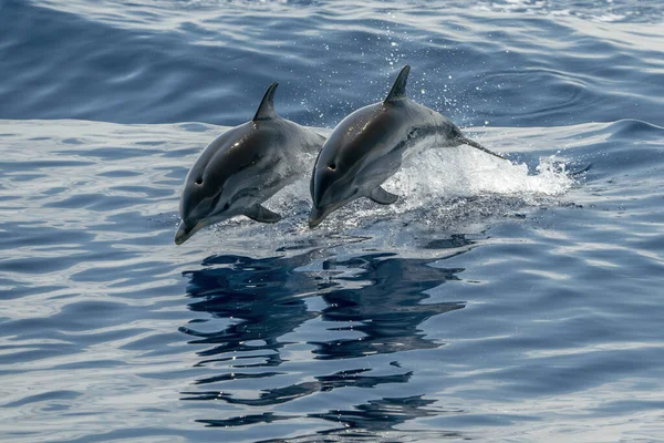 Felices Delfines Rayados Saltando Fuera Del Mar Azul — Foto de Stock