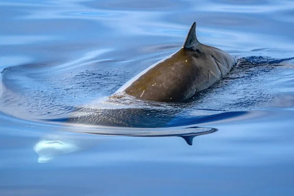 Подводный Cuvier Beaked Китовый Дельфин Ziphius Cavirostris — стоковое фото