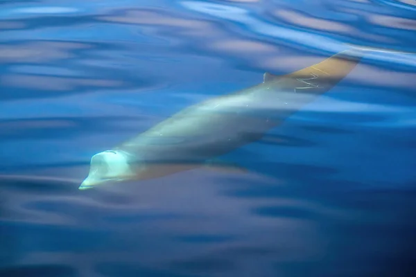 Podvodní Cuvier Zobák Velrybí Delfín Ziphius Cavirostris — Stock fotografie