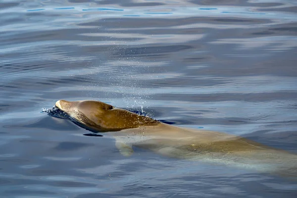 Subacuático Cuvier Beaked Whale Dolphin Ziphius Cavirostris — Foto de Stock