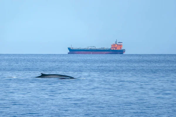 地中海上罕见的两头凤头鲸的母亲和小头凤头鲸濒危物种 — 图库照片