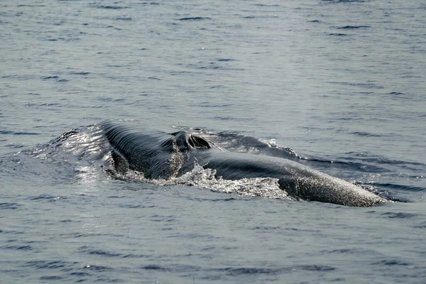 Fin Whale Balaenoptera Physalus Zagrożone Rzadkością Morzu Śródziemnym — Zdjęcie stockowe