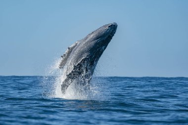 Baja California Sur, Meksika ve Pasifik Okyanusunda sudan atlayan bir kambur balina.