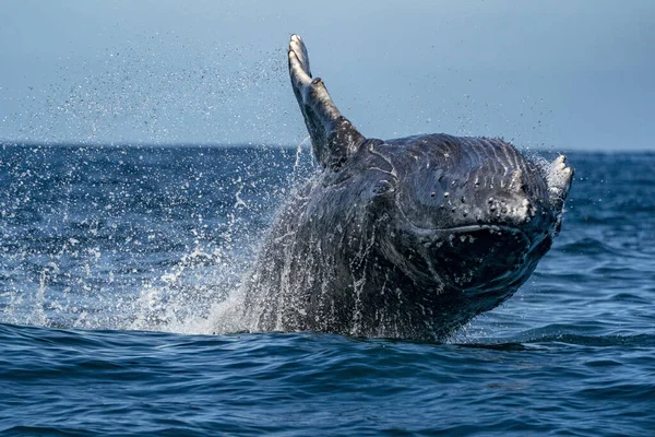 Humpback Whale Jumping Out Water Baja California Sur Mexico Pacific — Stock Photo, Image