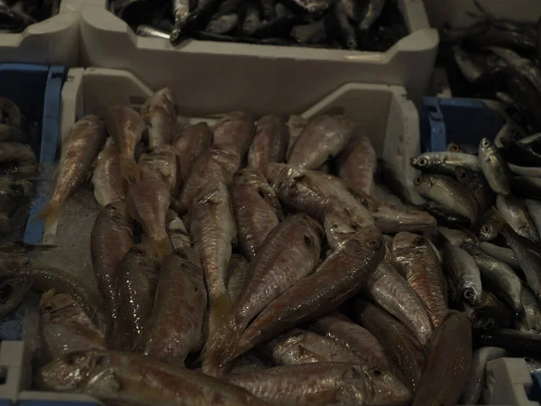Meeräsche Fischmarkt Detail Ortigia Alten Eigenen Siracusa Sizilien Italien — Stockfoto