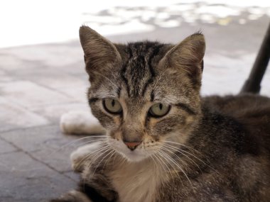 Ortigia Syracuse 'daki kedi. Eski binalar. Güneşli bir günde sokak manzarası. Sicilya, İtalya.