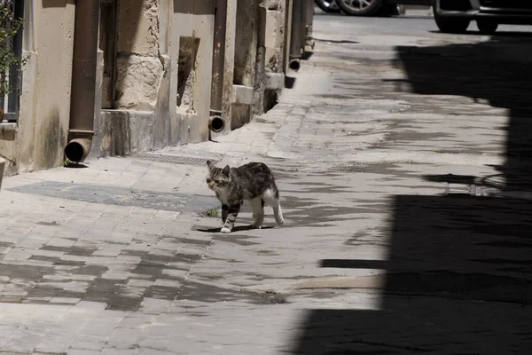 Кішка Ortigia Syracuse Старі Будівлі Вулиці Вид Сонячний День Сицилія — стокове фото