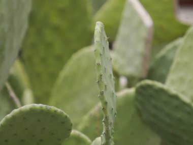Dev dikenli armut kaktüsü. Sicilya 'da büyüyen kırmızı kaktüslü büyük yeşil kaktüsler.