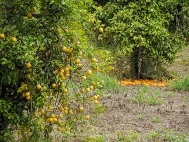 Siraküza, Sicilya 'da portakal ve limon ağaçları