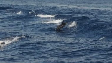 Çizgili yunuslar denizin dışında zıplıyorlar. Ağır çekim, 240 fp.