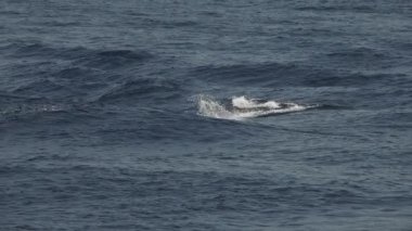 Çizgili yunuslar denizin dışında zıplıyorlar. Ağır çekim, 240 fp.