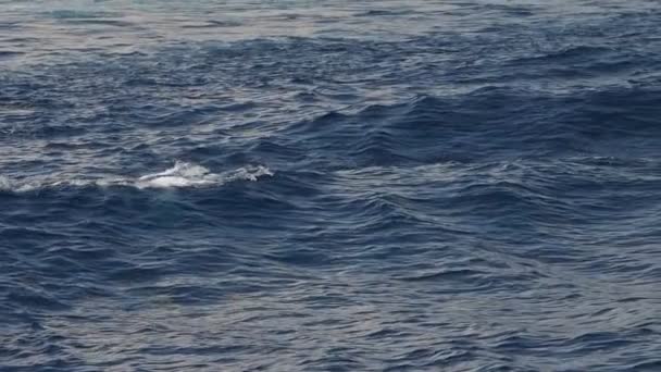 Randiga Delfiner Hoppar Utanför Havet Slow Motion Film 240 Fps — Stockvideo
