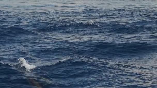 条纹海豚在海面外跳跃慢镜头240 Fps — 图库视频影像