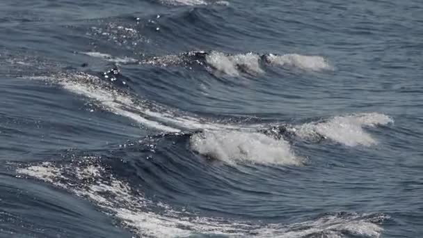 Csíkos Delfinek Ugrás Kívül Tenger Lassított Felvétel 240 Fps — Stock videók