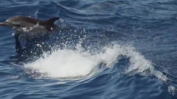 Gestreepte Dolfijnen Springen Buiten Zee Slow Motion Beelden 240 Fps — Stockvideo