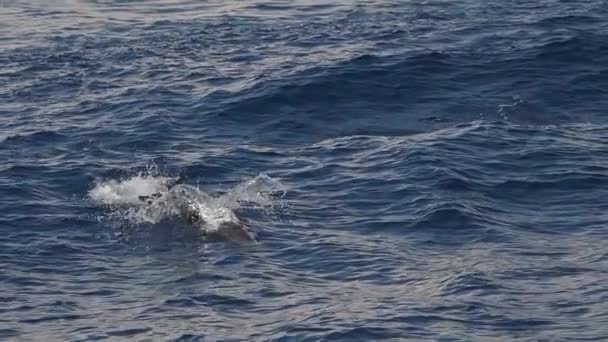 Смугасті Дельфіни Стрибають Межами Моря Повільні Кадри 240 Кадрів Секунду — стокове відео
