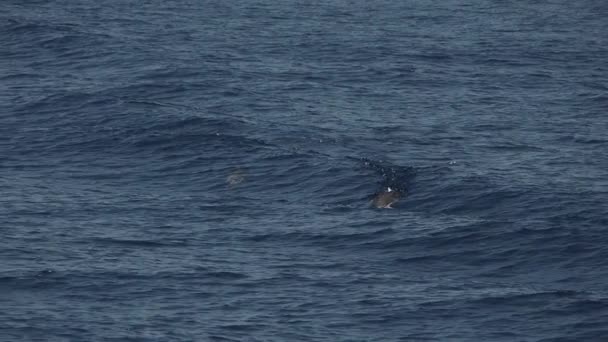 속에서 동작을 줄무늬 돌고래 240 마리의 — 비디오