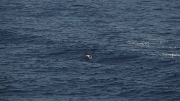 Pruhované Delfíni Skákání Mimo Moře Zpomalený Film Záběry 240 Fps — Stock video